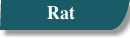 Rat